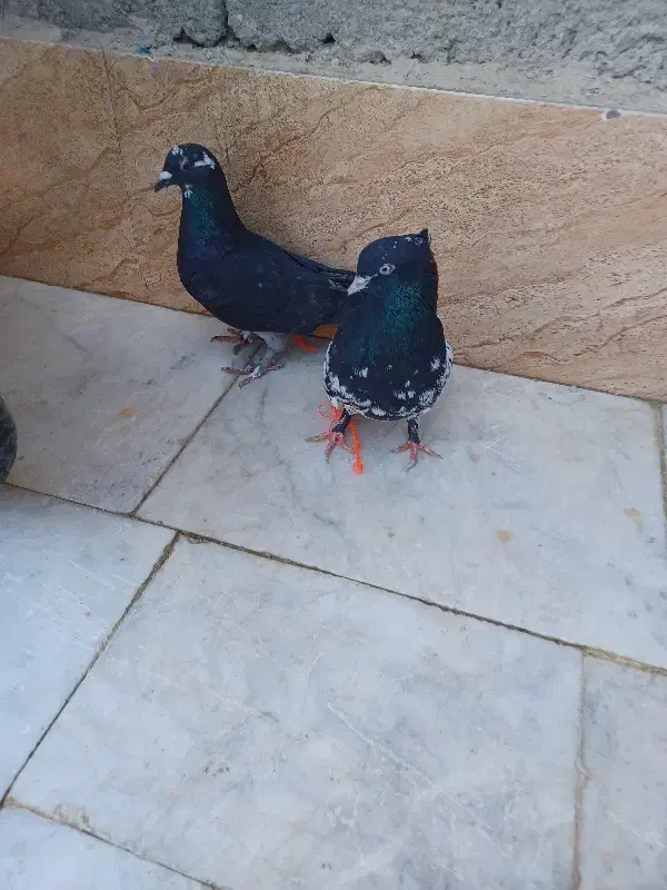 کفتر|پرنده|سراوان, |دیوار