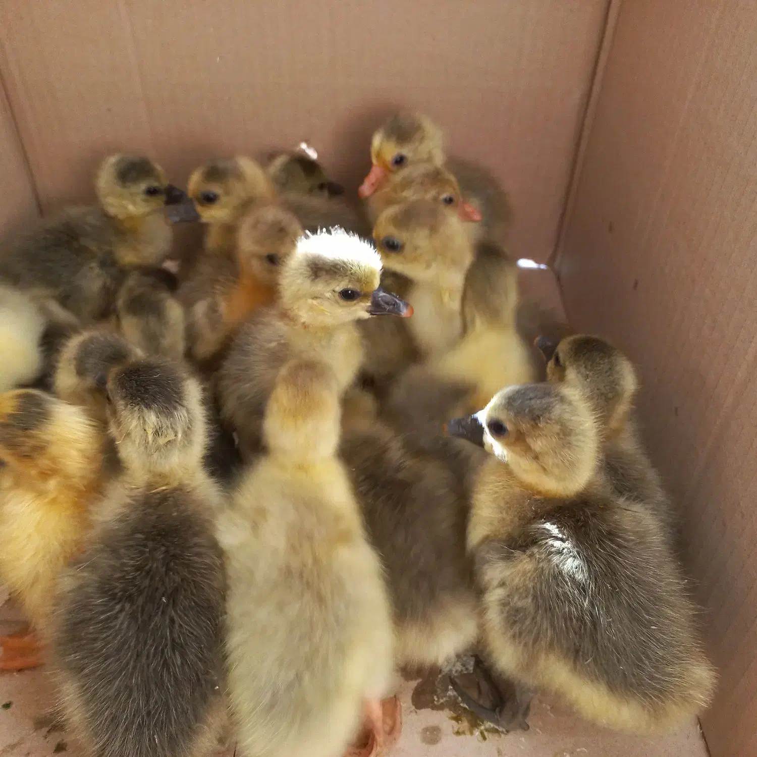 جوجه غاز محلی|حیوانات مزرعه|نقده, |دیوار