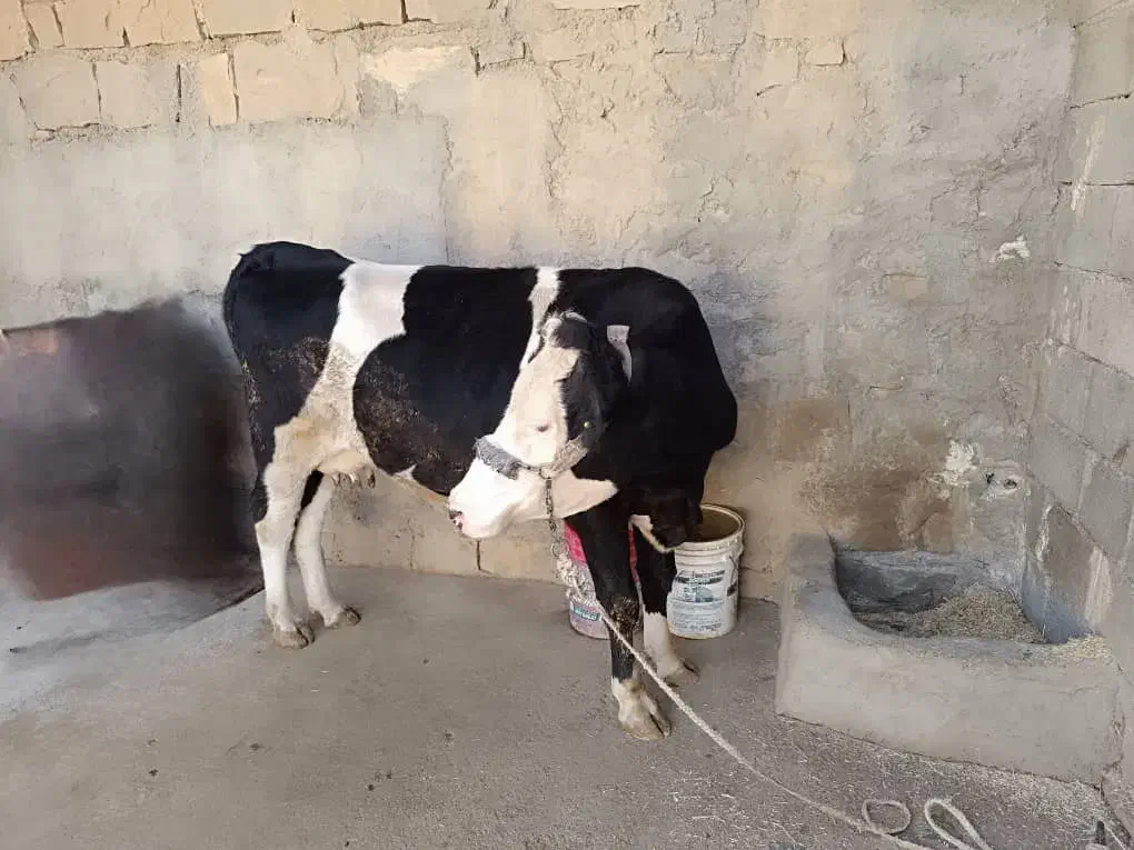 فروشی|حیوانات مزرعه|مسجد سلیمان, |دیوار