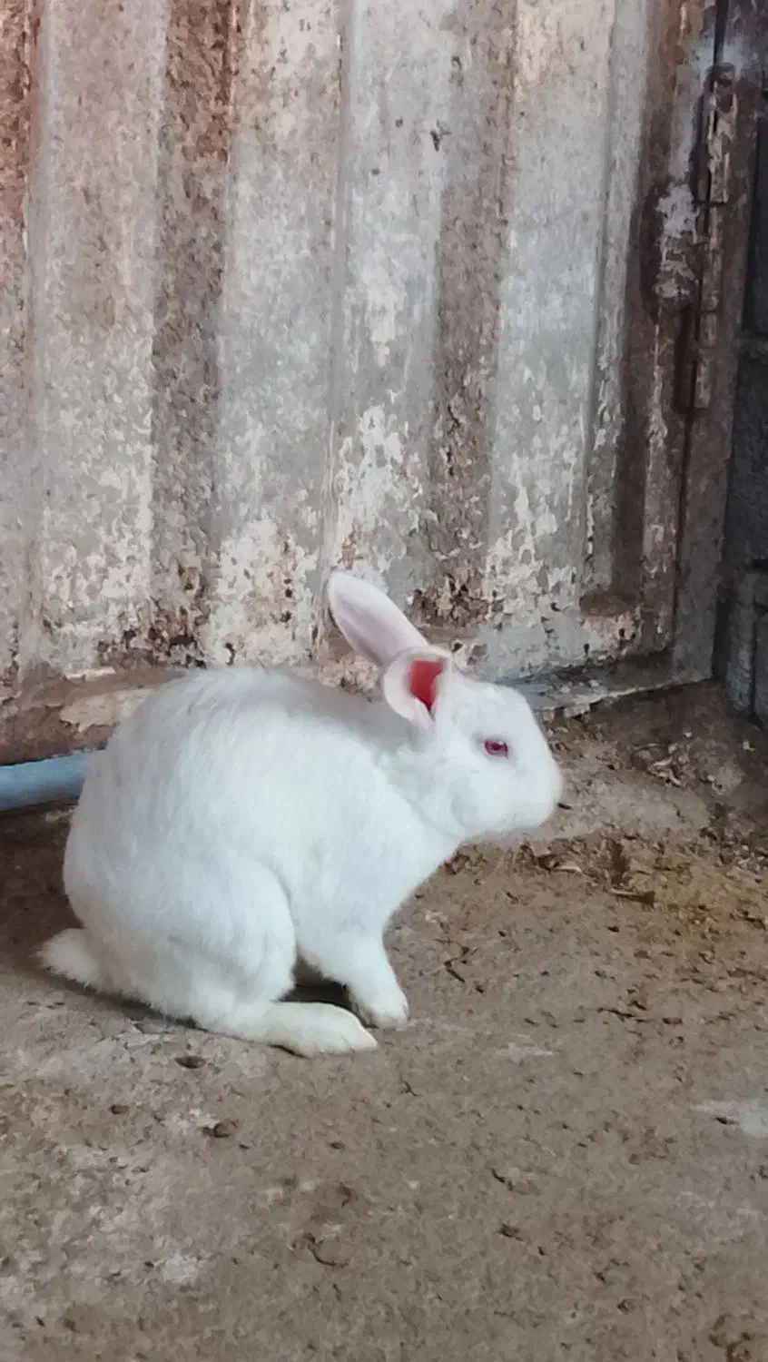 خرگوش چشم شرابی|موش و خرگوش|بابل, |دیوار