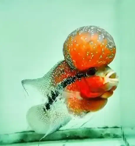 فلاور|ماهی|سلماس, |دیوار