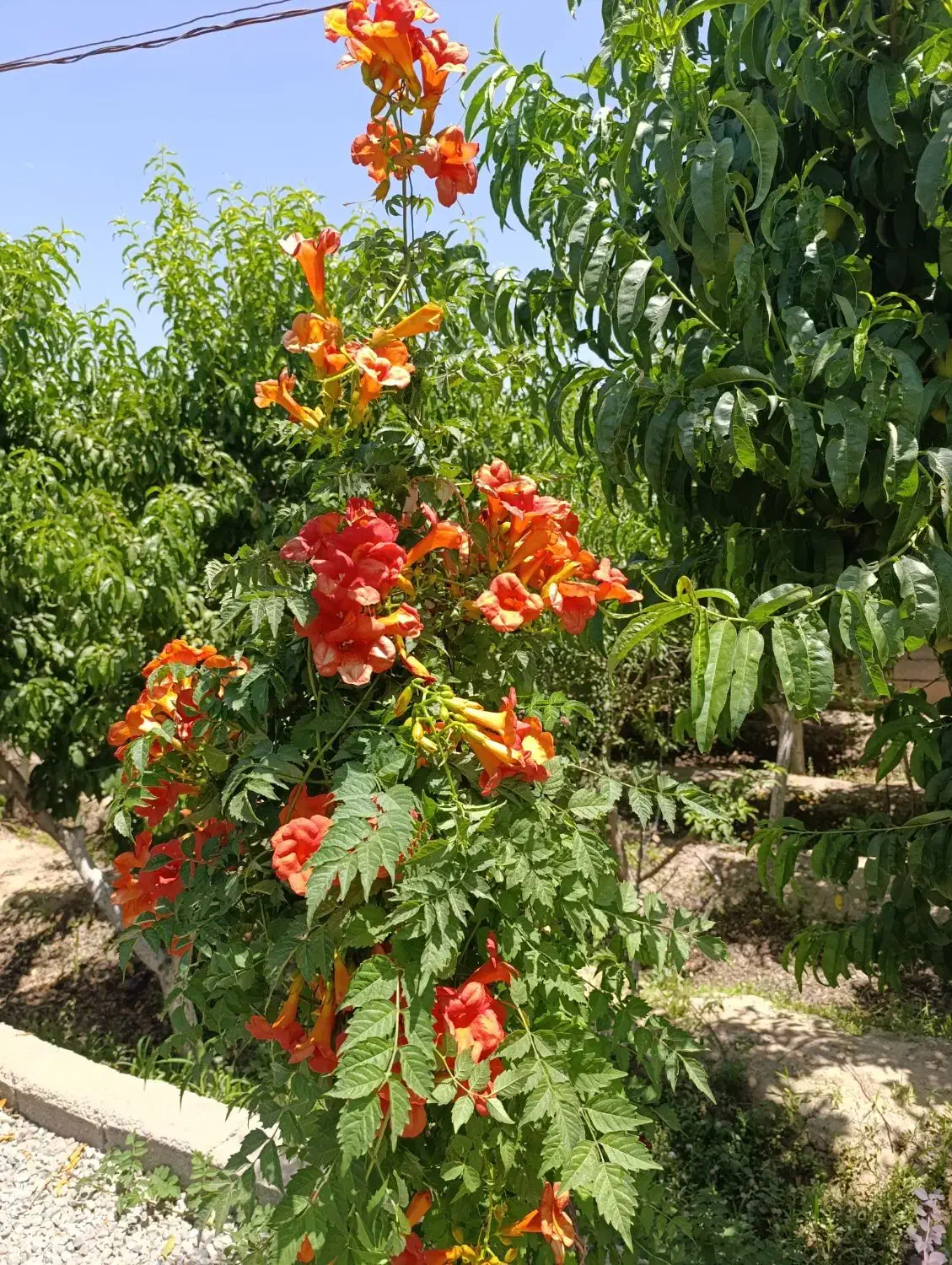 باغچه فروشی یا معاوضه|فروش زمین و ملک کلنگی|شهریار, اسکمان|دیوار