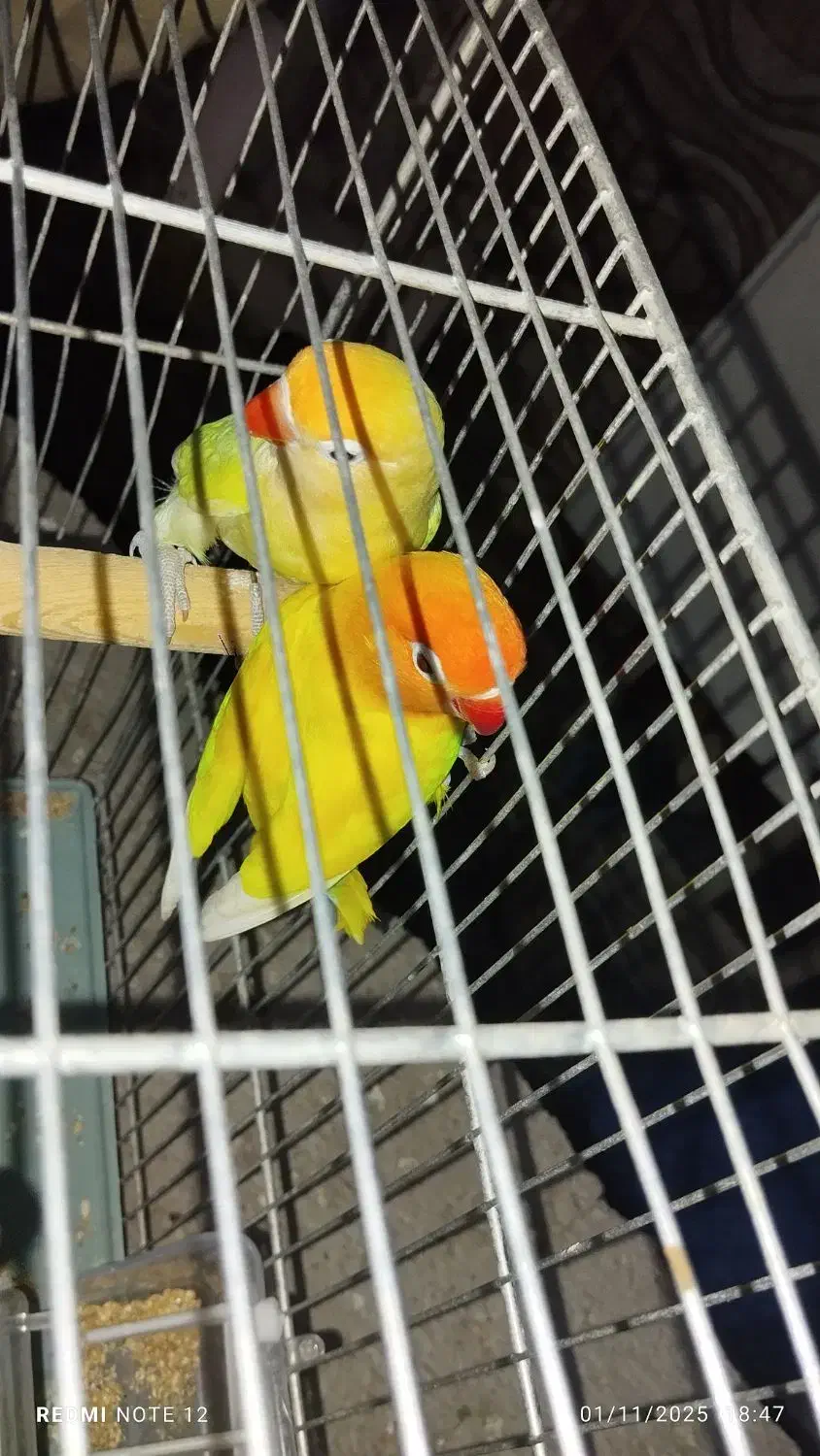 طوطی برزیلی فیشر مولد|پرنده|دره شهر, |دیوار