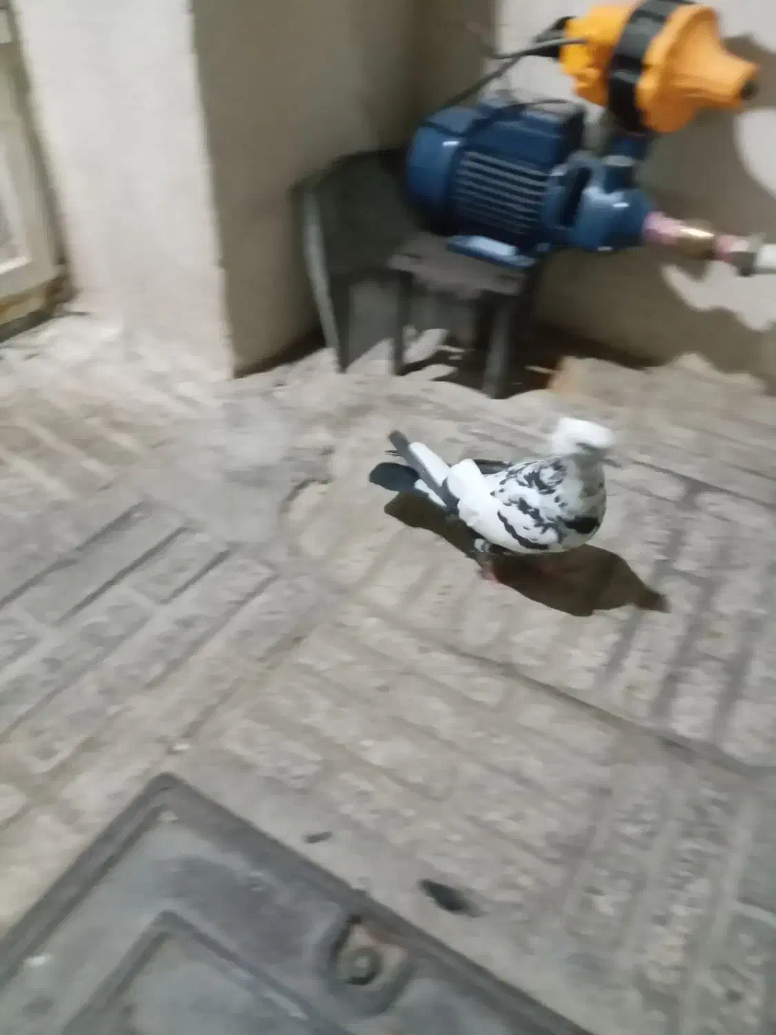 کبوترپرنده|پرنده|ماهدشت, |دیوار