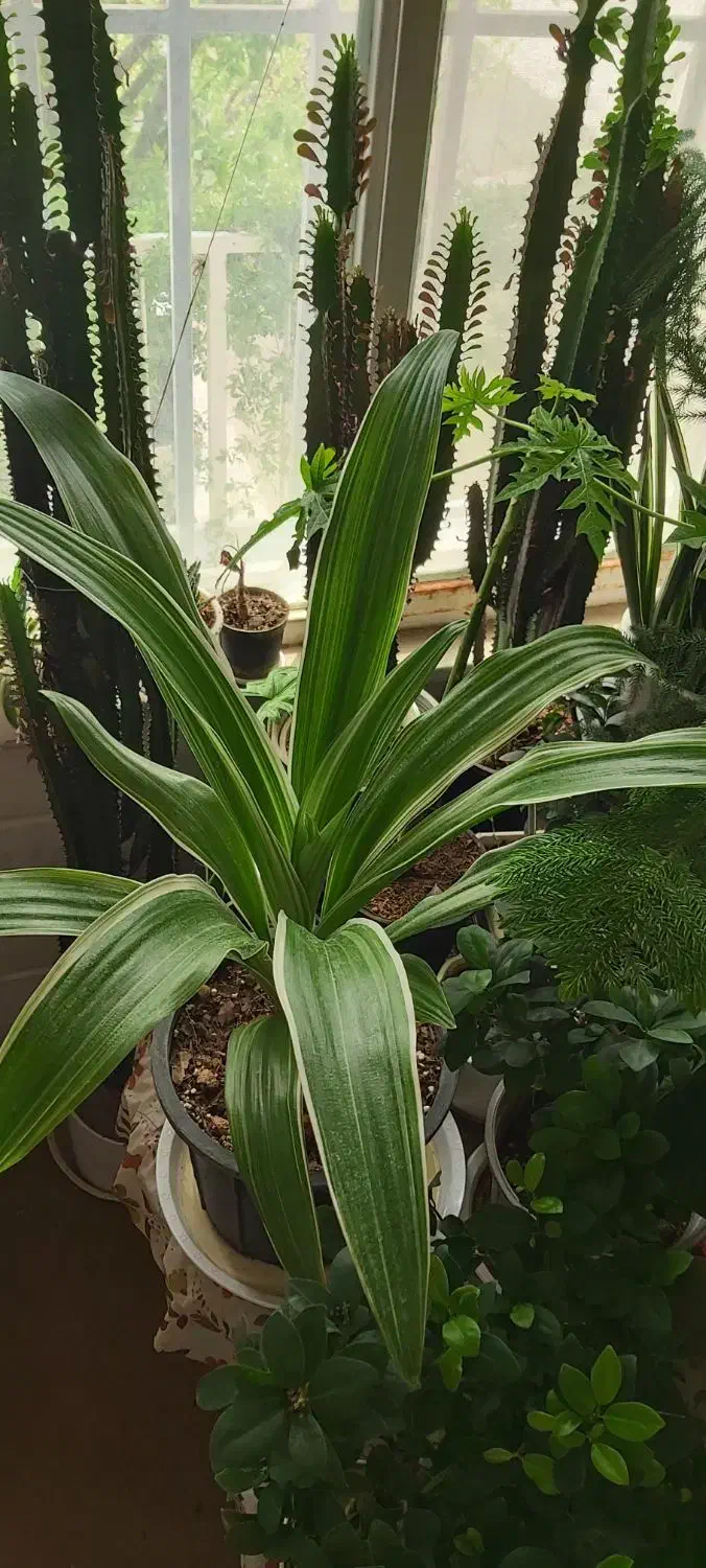 گل خاص|گل و گیاه طبیعی|محلات, |دیوار