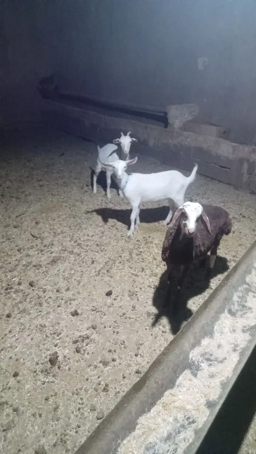 بز و بره|حیوانات|تربت جام, جامرود|دیوار