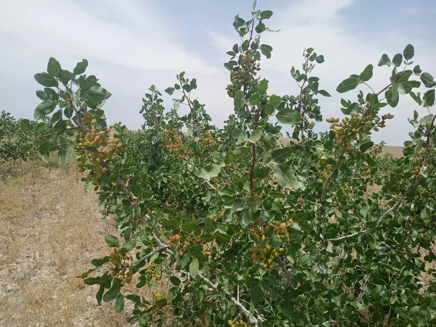 فروش باغ پسته|فروش خانه و ویلا|زنجانرود, |دیوار