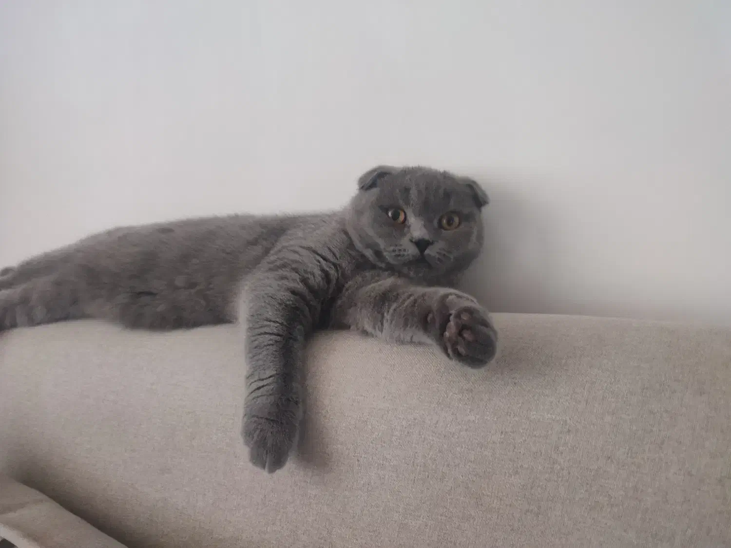 اسکاتیش فولد|گربه|نقده, |دیوار