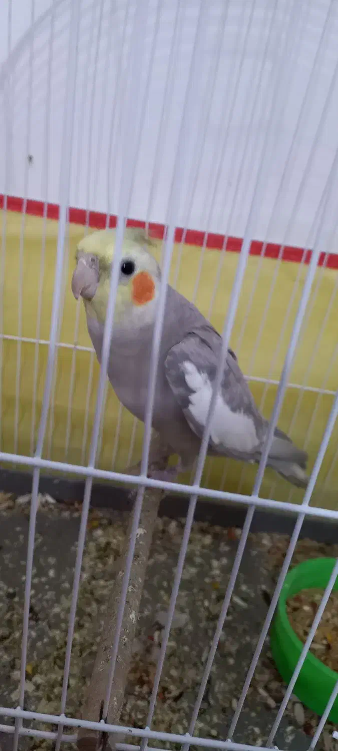 عروس هلندی سخنگو|پرنده|رامهرمز, |دیوار