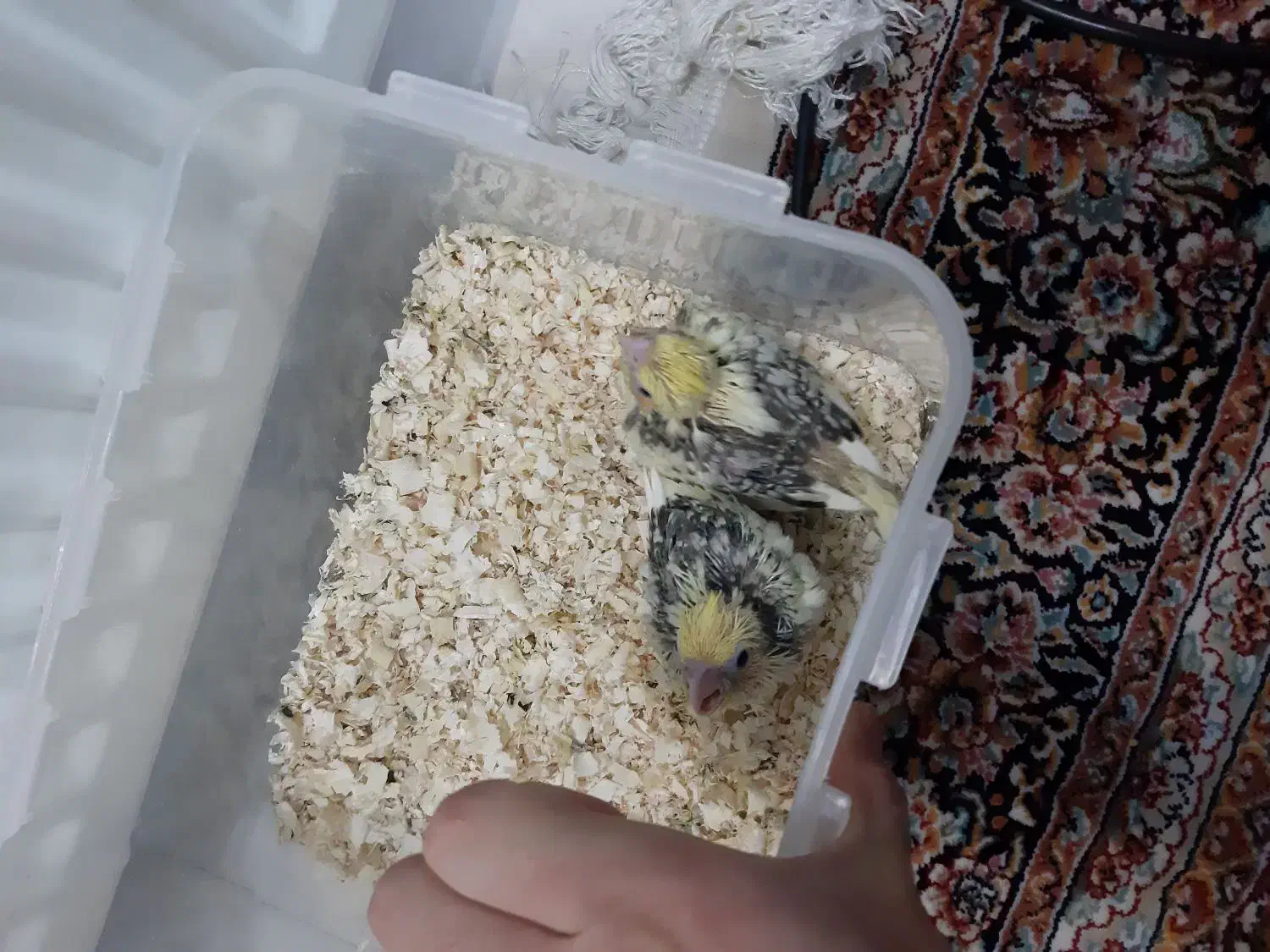 طوطی عروس|پرنده|ری, ظهیرآباد|دیوار