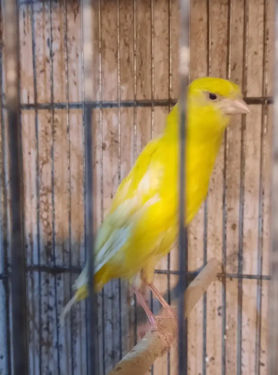 قناری ماده رسمی بلند|پرنده|هشتگرد, شهرک ولیعصر (مصلی)|دیوار