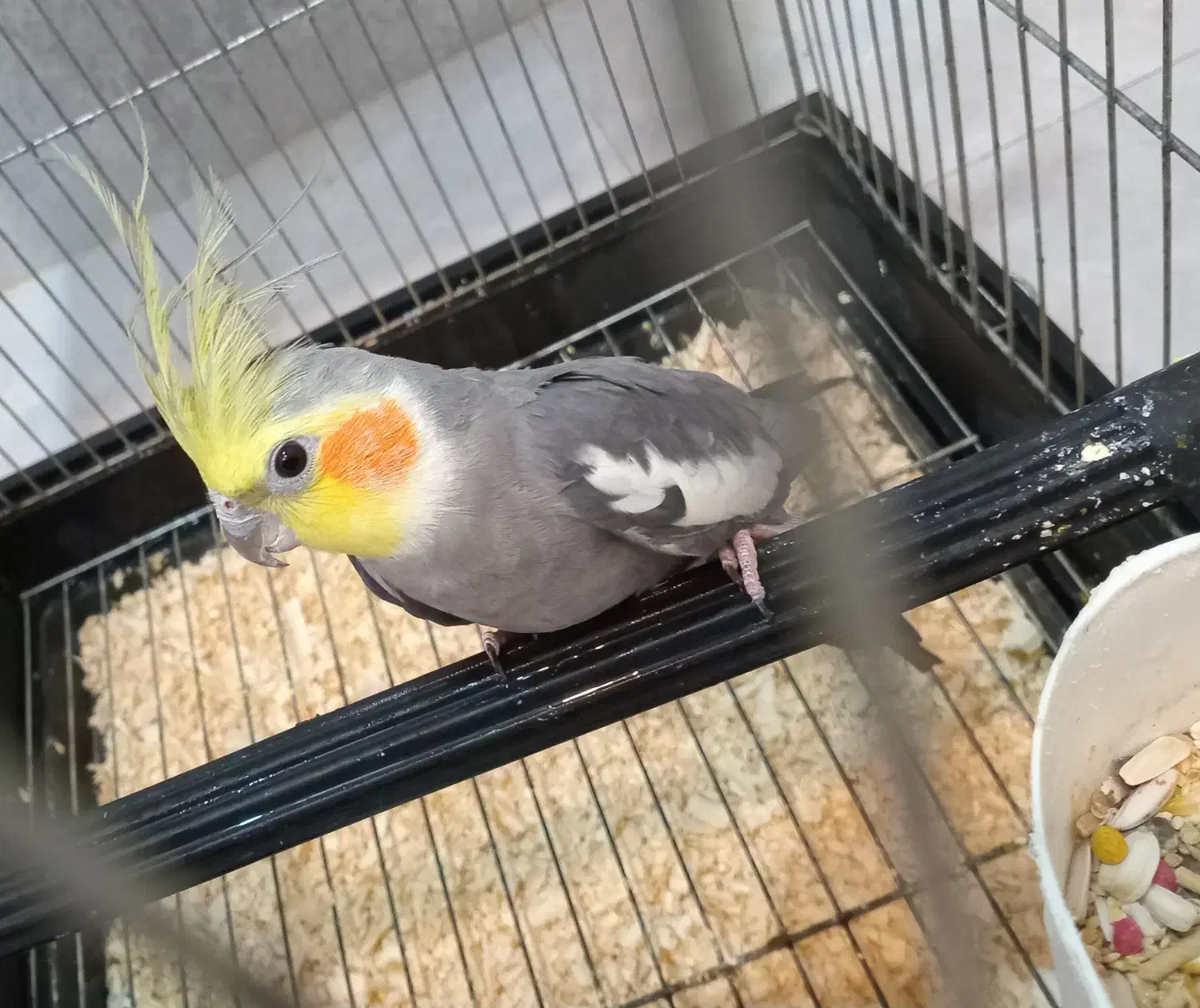 چهارعدد عروس هلندی زیبا|پرنده|قائمشهر, |دیوار