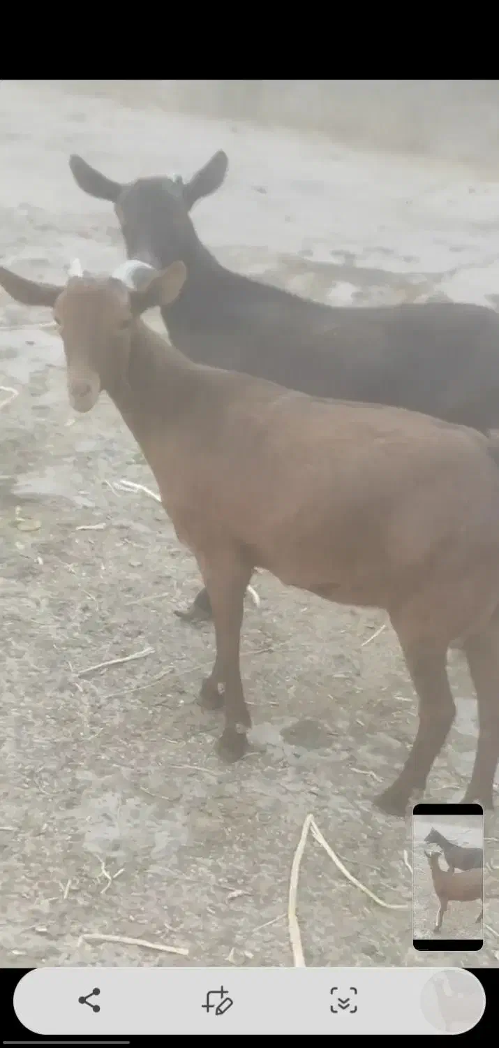 بز های سانن الپاین ماده|حیوانات مزرعه|خسروشاه, |دیوار