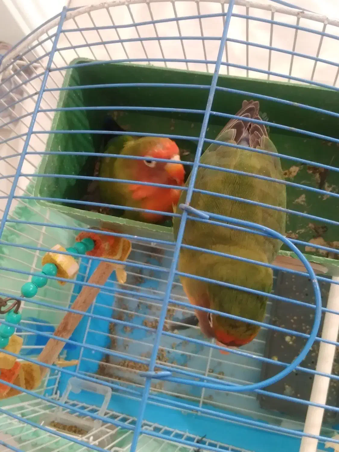 طوطی برزیلی|پرنده|خلخال, |دیوار