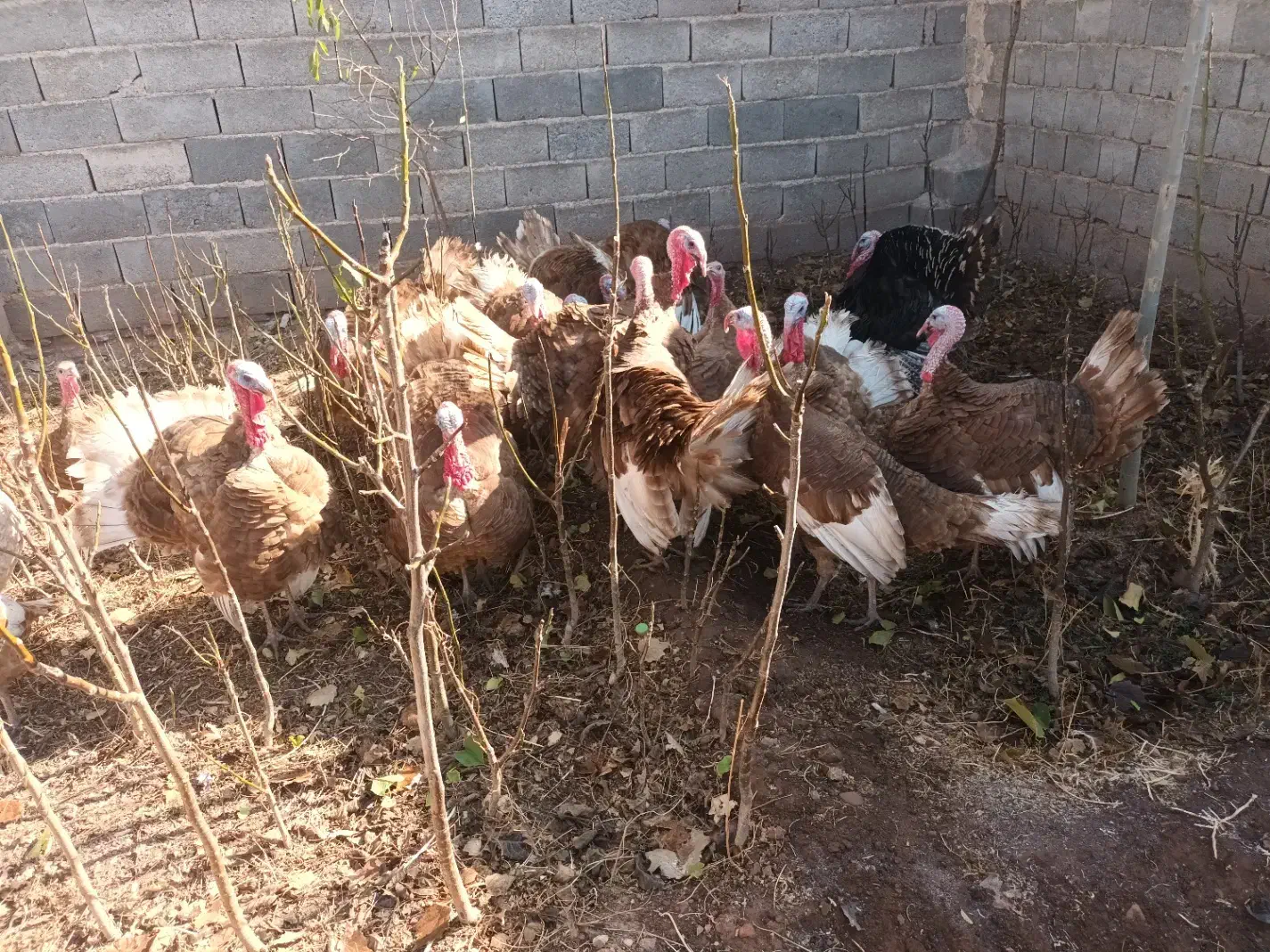 بوقلمون گوشتی ارگانیک|حیوانات مزرعه|ملکان, |دیوار