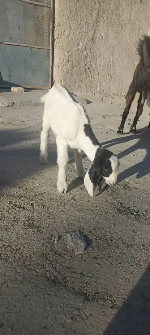 فروش بز با شنک معامله هم میکنم|حیوانات مزرعه|سراوان, |دیوار