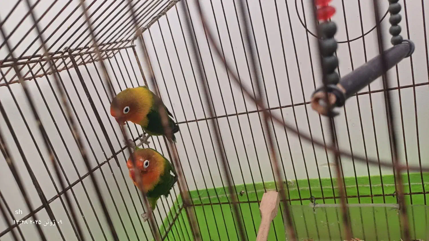 طوطی برزیلی جفت|پرنده|اهواز, کوی مهدیس|دیوار