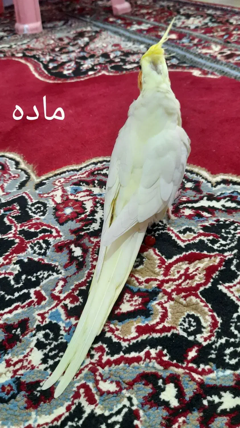 جفت عروس هلندی لوتینو مولد|پرنده|لنگرود, |دیوار