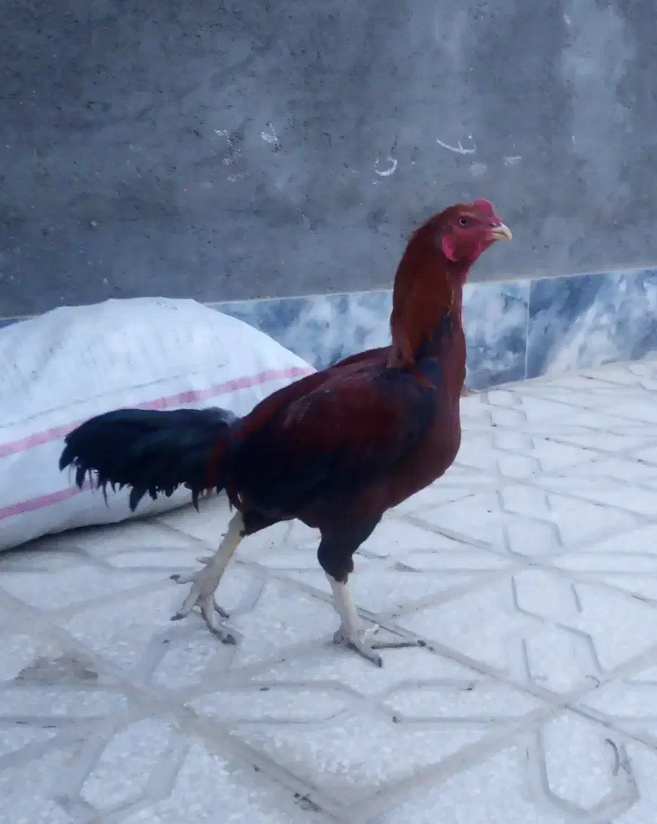 خروس لاری|حیوانات مزرعه|گناباد, |دیوار