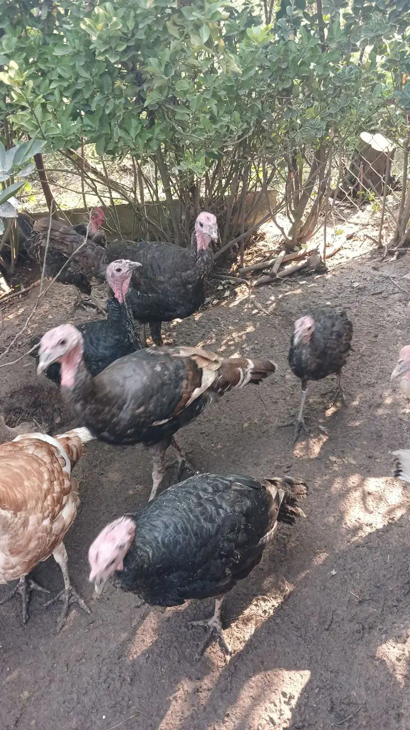 مرغ و خروس محلی|حیوانات مزرعه|رحیم‌آباد, |دیوار