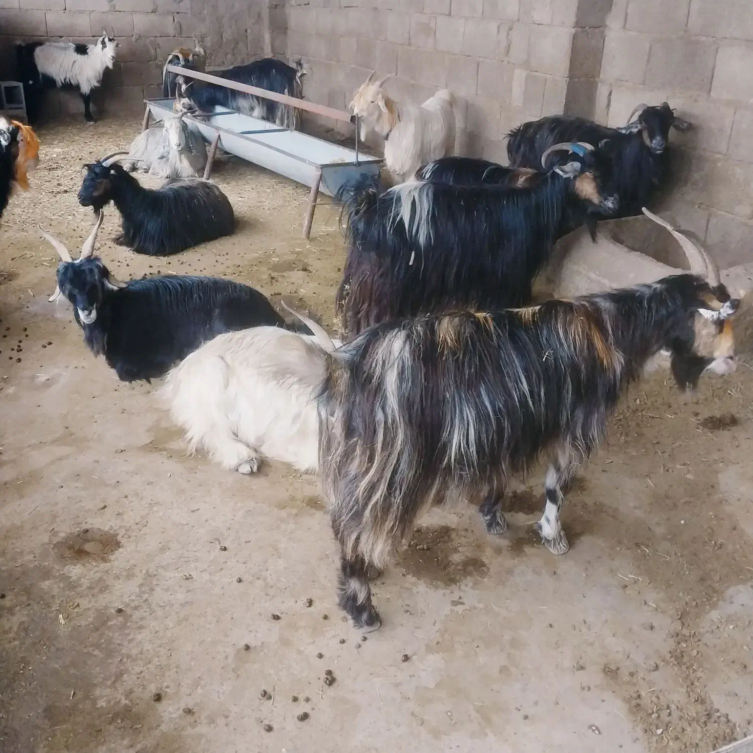 9راس بز ترکی|حیوانات مزرعه|شوشتر, |دیوار