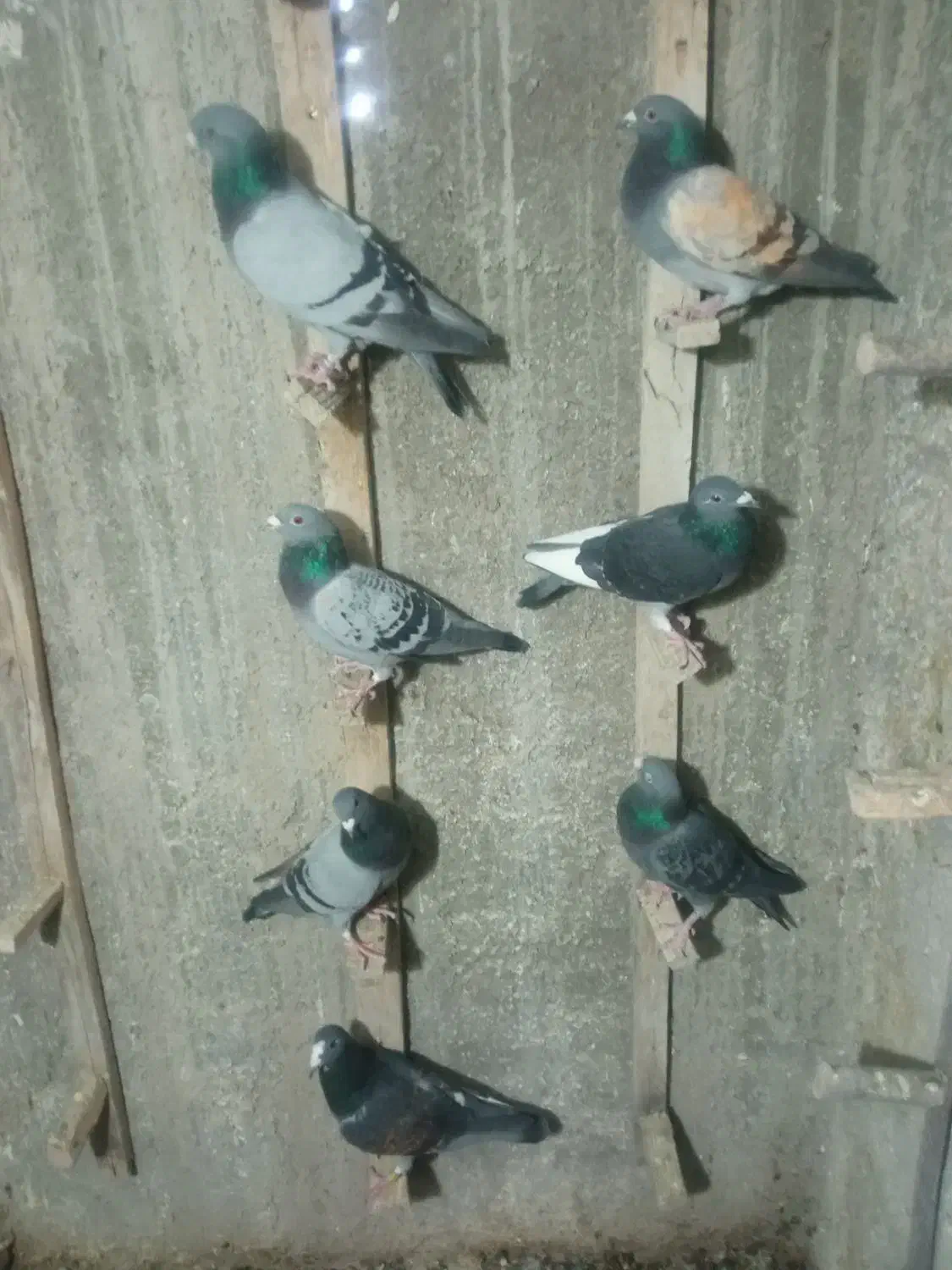 7تا نر زرنگ پلاکی خوب برای فروش|پرنده|فراشبند, |دیوار