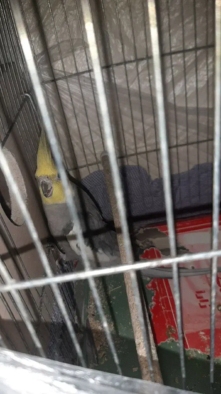 یک جفت عروس هلندی با تخم|پرنده|تبریز, |دیوار