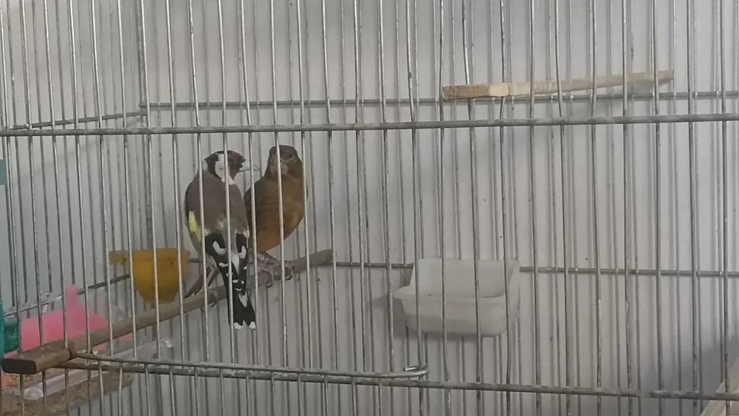 سهره و قناری|پرنده|کرمانشاه, |دیوار