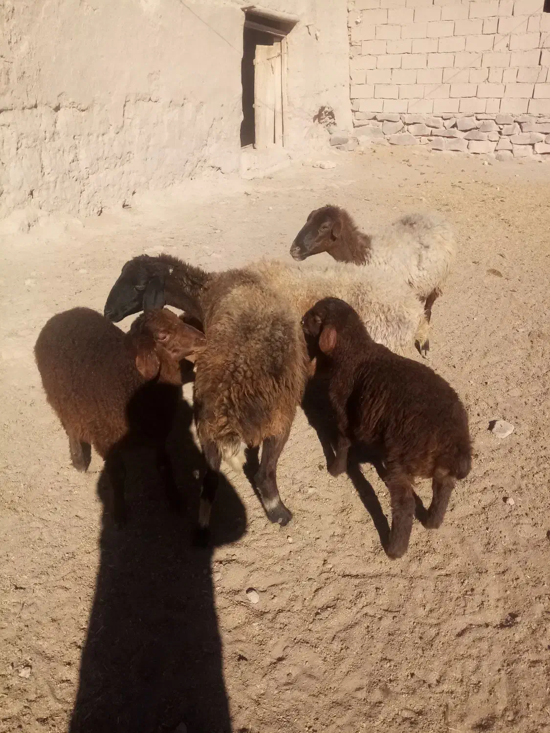 گوسفند زایده|حیوانات مزرعه|چناران, |دیوار