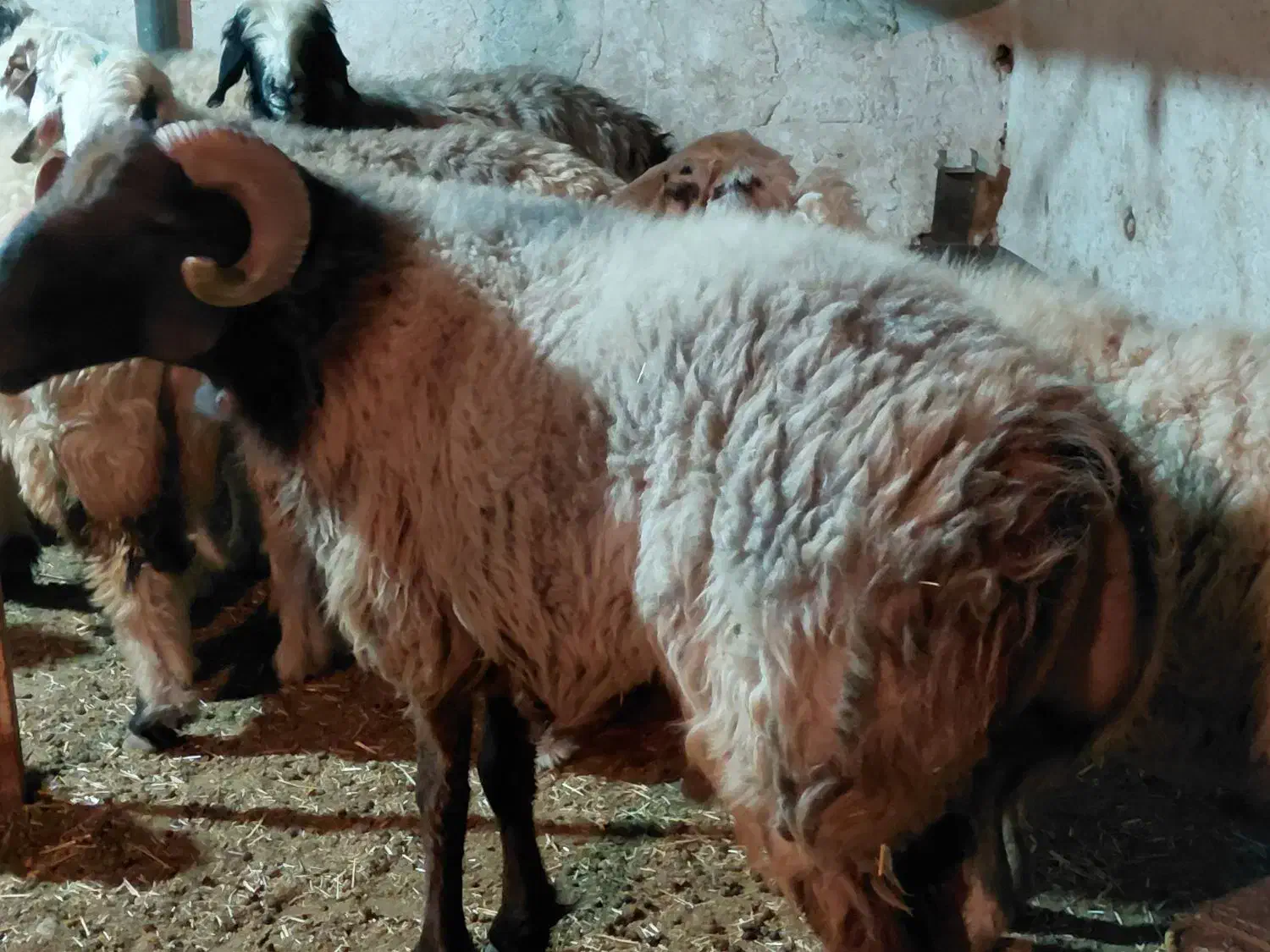 کاوه قوچ ترکی چینی|حیوانات مزرعه|کوه چنار, |دیوار