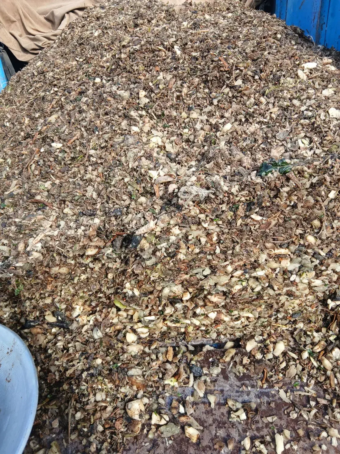 چغندر  دامی|عمده‌فروشی|کبودرآهنگ, |دیوار