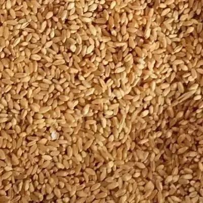گندم|عمده‌فروشی|ایلام, |دیوار