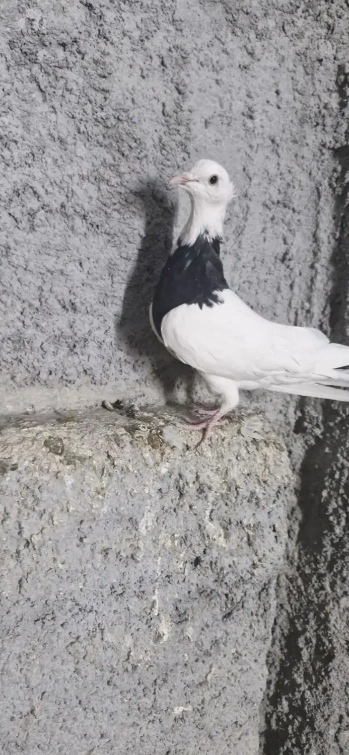 جوجه طوقی سیاه واکسی|پرنده|فرخشهر, |دیوار