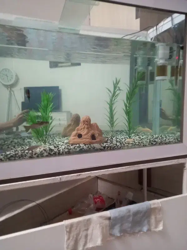 آکواریوم ،به همراه لوازما|ماهی|تایباد, |دیوار