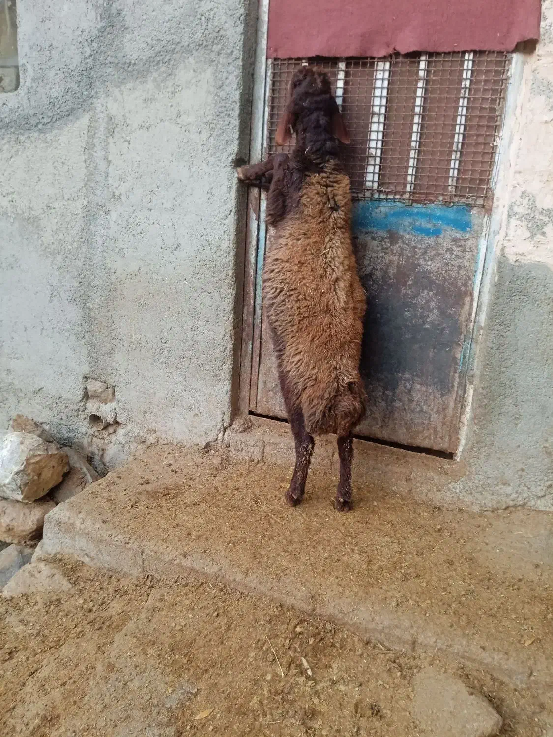 بره قوچ همو|حیوانات مزرعه|سروآباد, |دیوار