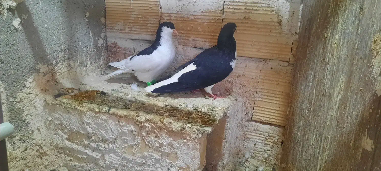 چپ.سرخ.سر سفید.|پرنده|قزوین, |دیوار