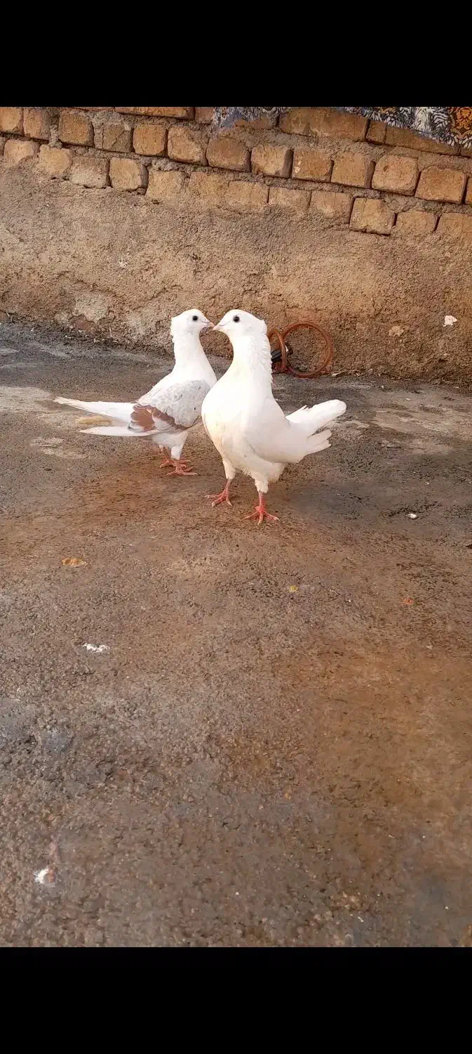 کبوتر|پرنده|چگنی, |دیوار