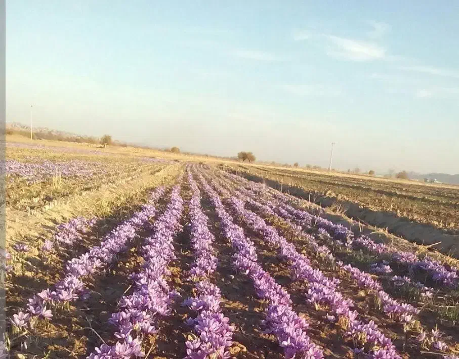 زمین کشاورزی(مناسب زعفران کاری)|فروش دفتر صنعتی، کشاورزی، تجاری|نیشابور, ریوند|دیوار