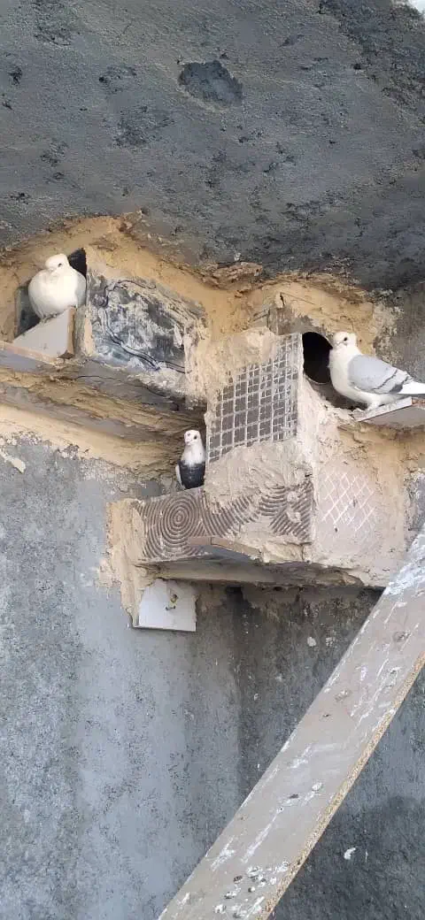 کفتر|پرنده|یاسوج, |دیوار