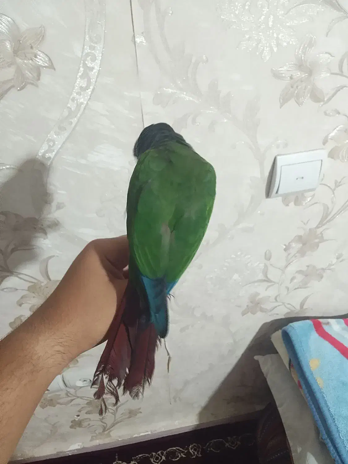 گیرینچیک سوخنگو فول دستی ورام  با لوازم|پرنده|رباط‌کریم, مسکن مهر آبشناسان|دیوار