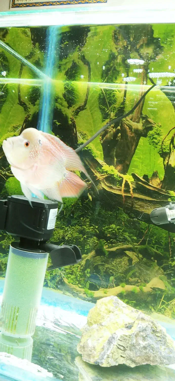 فروش ماهی فلاور باکس نر|ماهی|رامهرمز, |دیوار