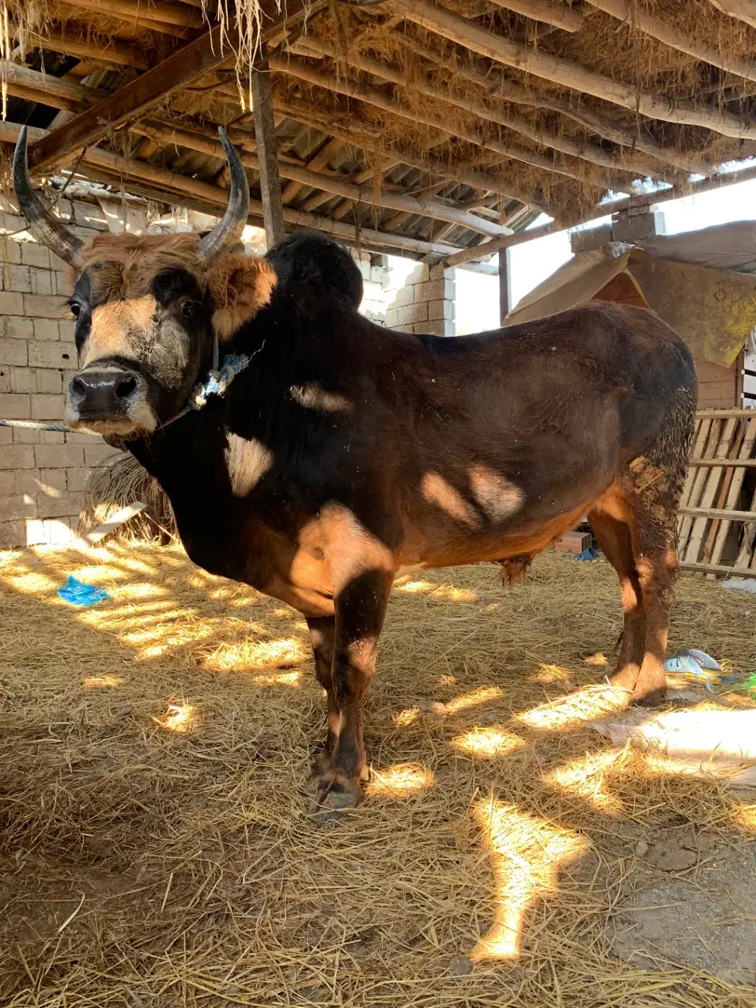 گوساله گاو نر سرشاخی|حیوانات مزرعه|گتاب, |دیوار