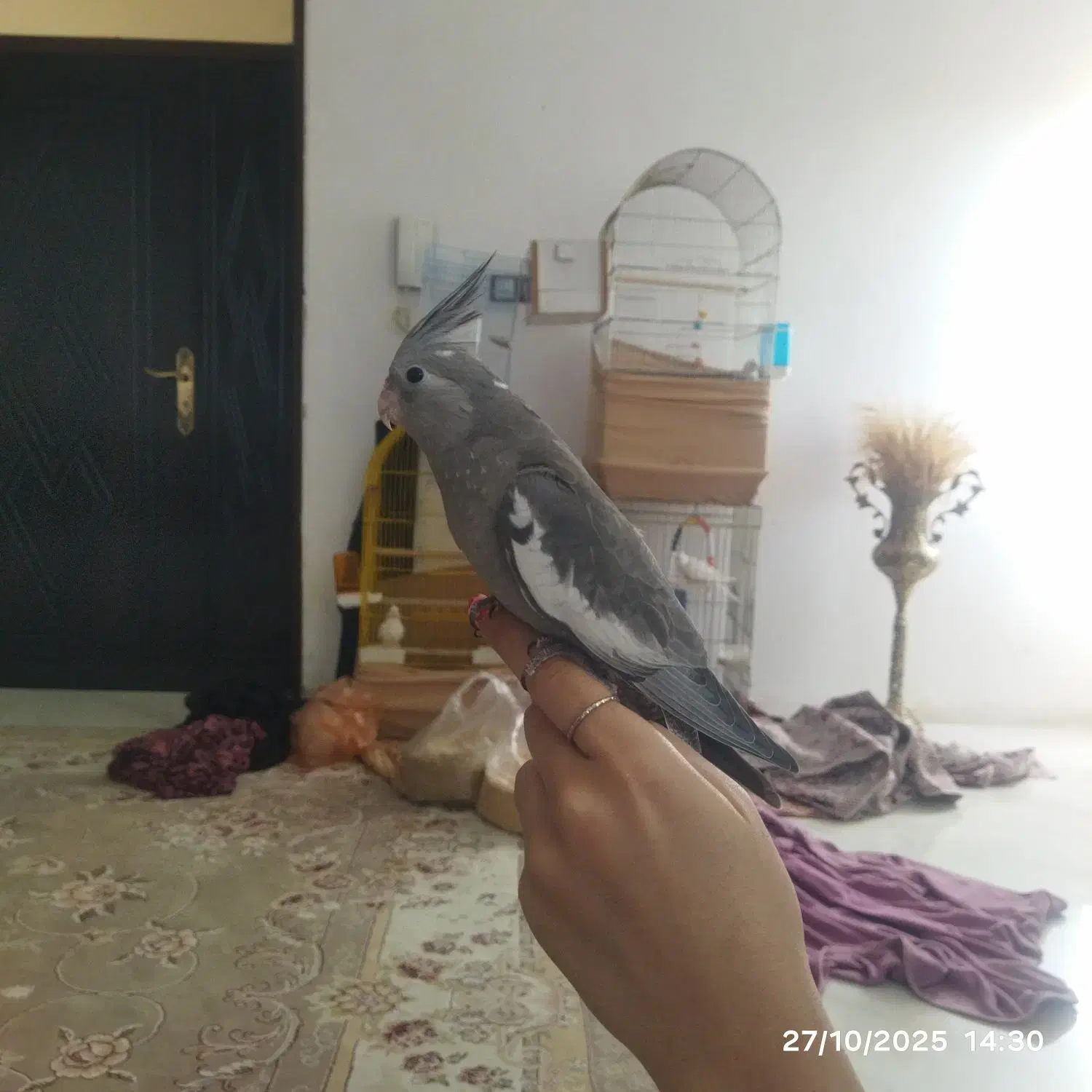 عروس هلندی وایت فیس|پرنده|قشلاق دشت, |دیوار