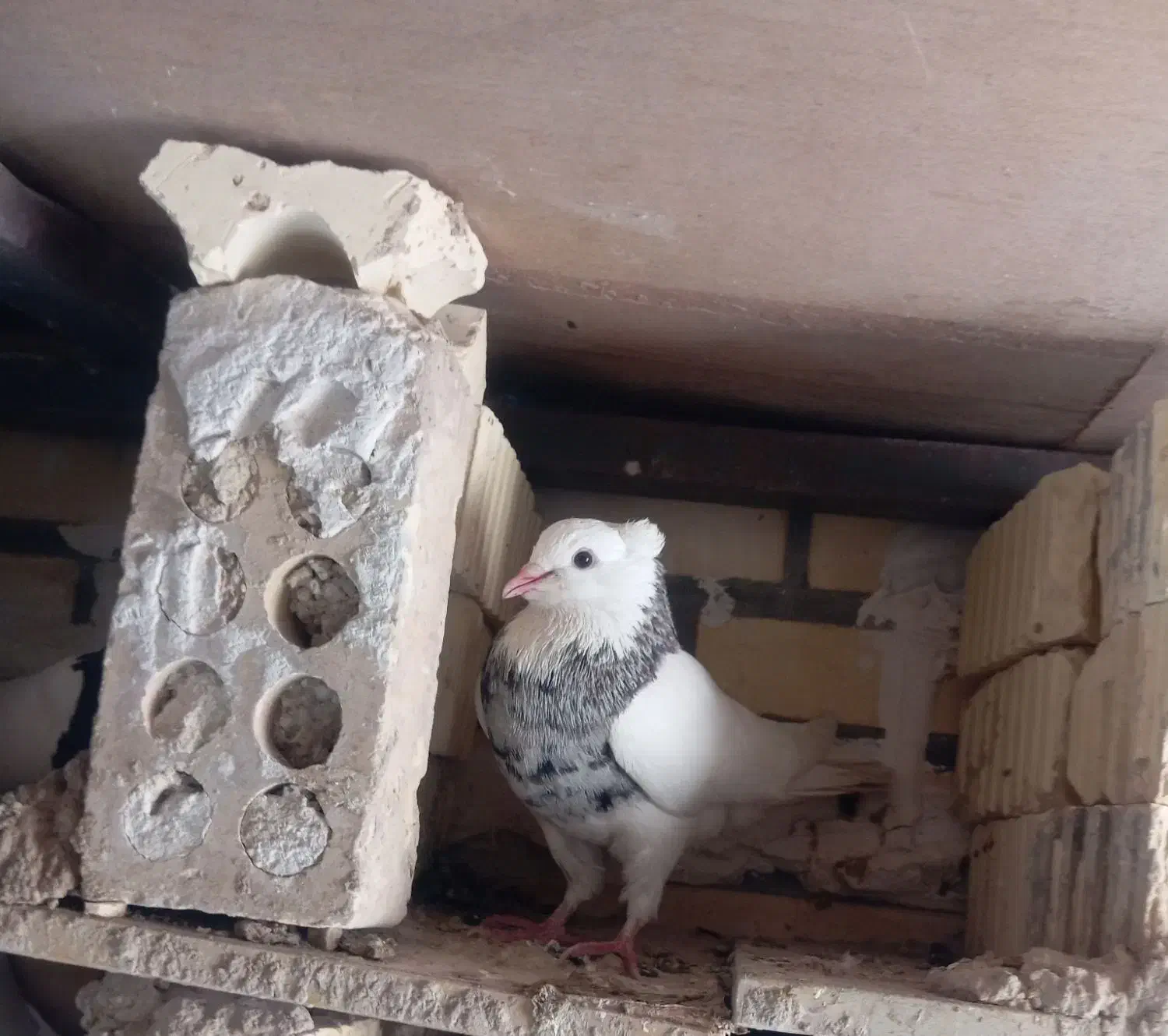 الماسی ماده|پرنده|دهدشت, |دیوار