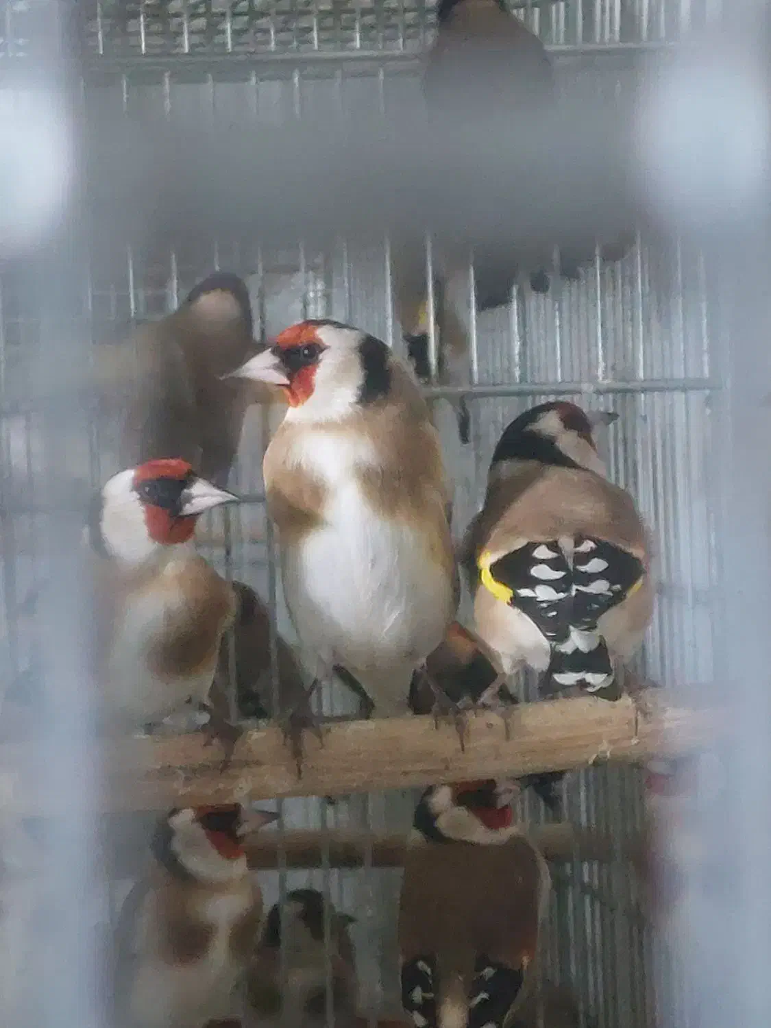 سهره سهره|پرنده|تبریز, |دیوار