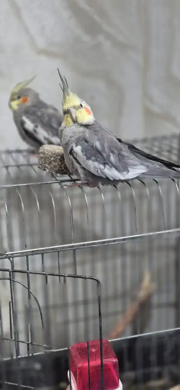 عروس هلندی|پرنده|گلستان (تهران), |دیوار