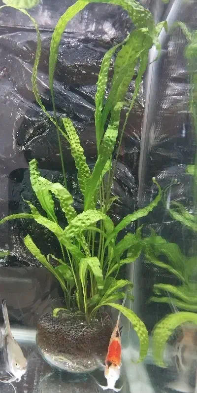 گیاه اکواریوم|ماهی|تنکابن, |دیوار