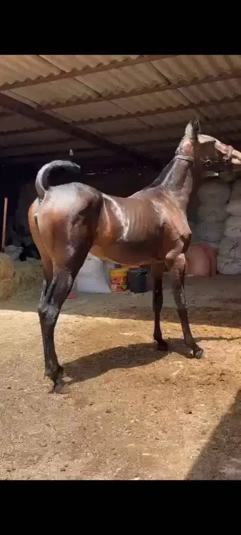 کره اسب درجه یک|اسب و تجهیزات اسبسواری|قزوین, |دیوار