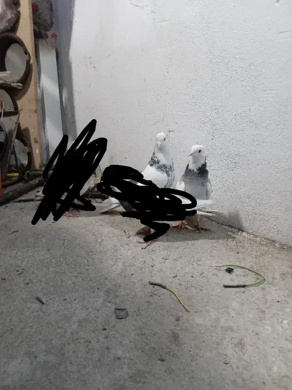 ۱ جفت کبوتر طوقی|پرنده|کوهدشت, |دیوار