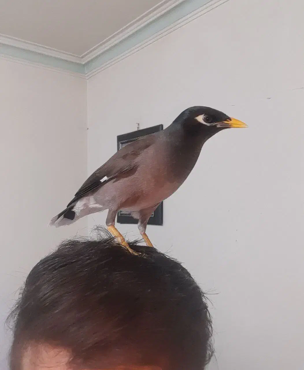 مرغ مینا|پرنده|تهران, راه آهن|دیوار